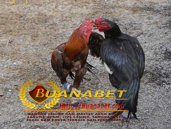 gamecock-fighting-thailand