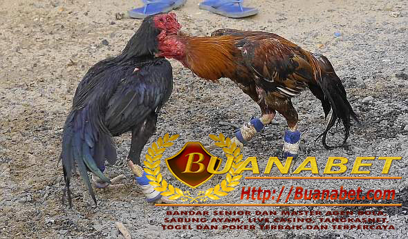 thailand-chicken-boxing