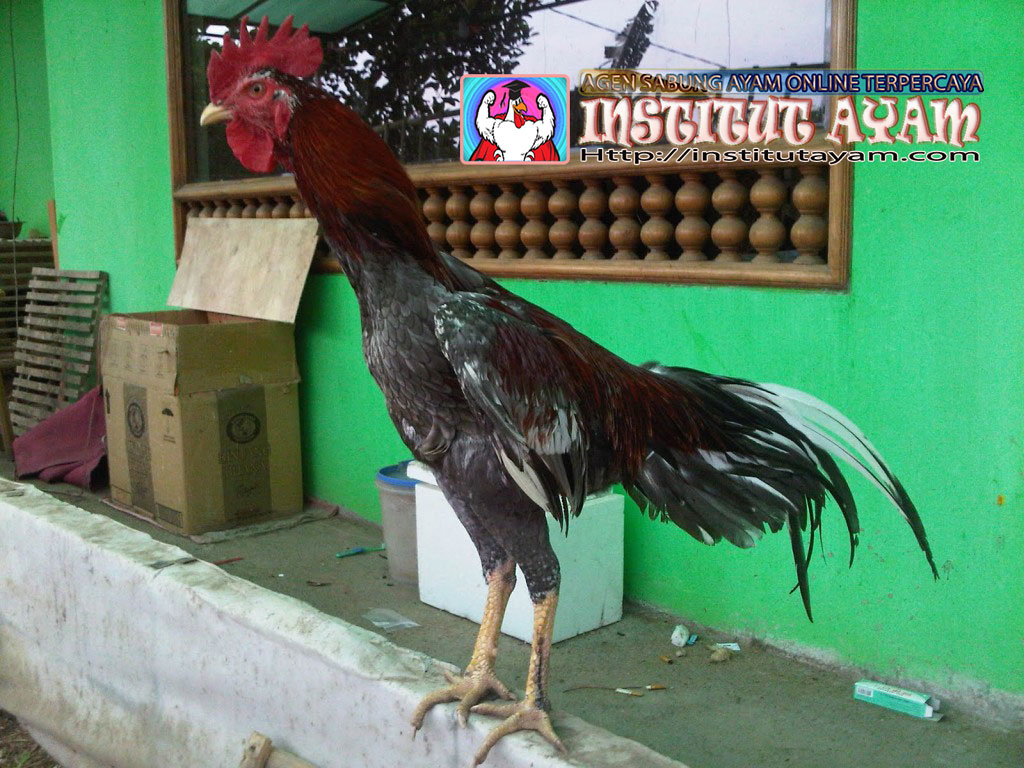 Ayam-Birma-Kaisar