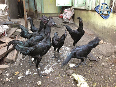ayam-cemani-indonesia